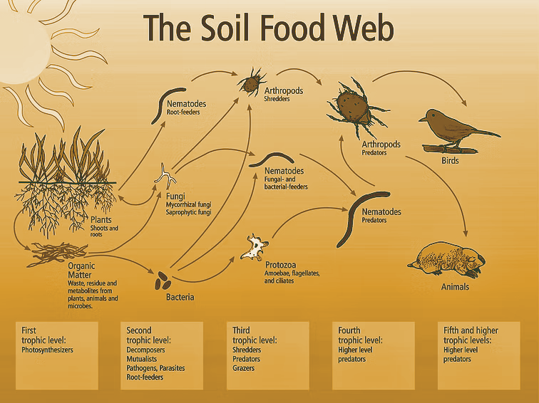 Diagram of the soil food web showing trophic levels from plants and bacteria to higher predators